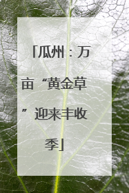 瓜州：万亩“黄金草”迎来丰收季