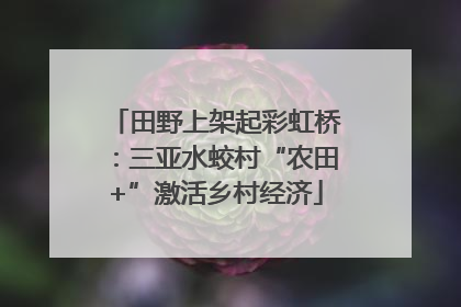 田野上架起彩虹桥：三亚水蛟村“农田+”激活乡村经济