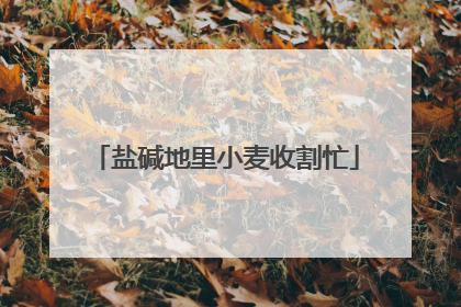 盐碱地里小麦收割忙