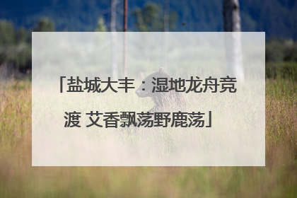 盐城大丰：湿地龙舟竞渡 艾香飘荡野鹿荡