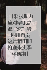 科技助力应对罕见高温“烤”验 四川自贡这片稻田即将迎来头季孕穗期