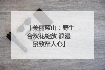 美丽蓝山：野生合欢花绽放 浪漫景致醉人心