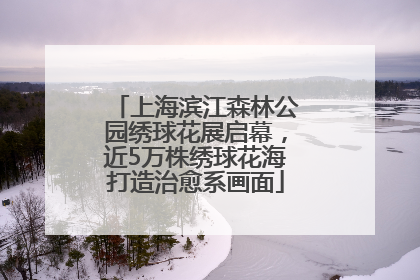 上海滨江森林公园绣球花展启幕，近5万株绣球花海打造治愈系画面