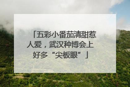 五彩小番茄清甜惹人爱，武汉种博会上好多“尖板眼”