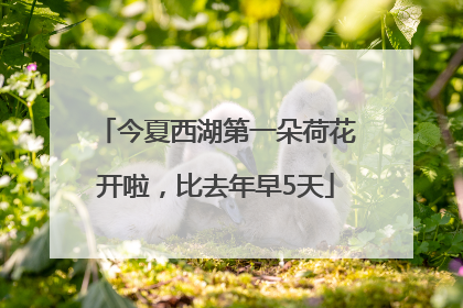 今夏西湖第一朵荷花开啦，比去年早5天