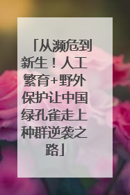 从濒危到新生！人工繁育+野外保护让中国绿孔雀走上种群逆袭之路