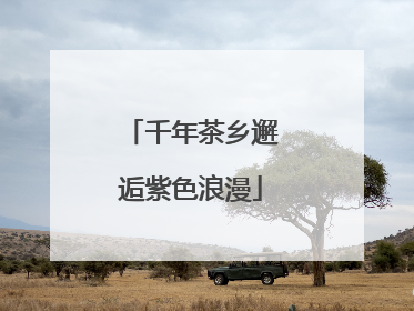 千年茶乡邂逅紫色浪漫