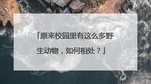 原来校园里有这么多野生动物，如何相处？