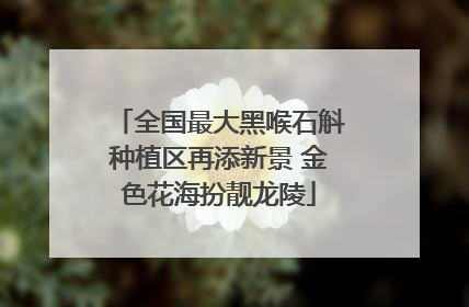 全国最大黑喉石斛种植区再添新景 金色花海扮靓龙陵