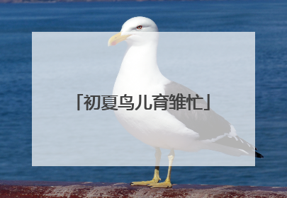 初夏鸟儿育雏忙