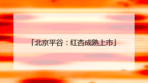 北京平谷：红杏成熟上市