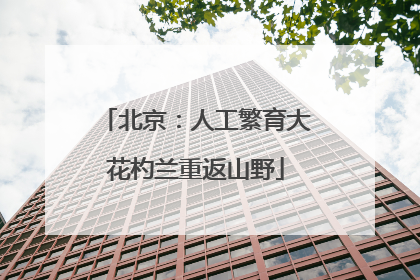 北京：人工繁育大花杓兰重返山野