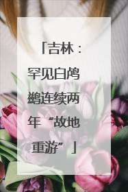 吉林：罕见白鸬鹚连续两年“故地重游”