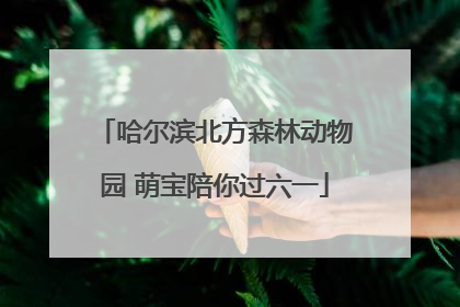 哈尔滨北方森林动物园 萌宝陪你过六一
