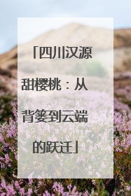 四川汉源甜樱桃：从背篓到云端的跃迁