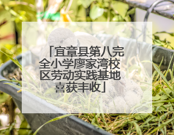 宜章县第八完全小学廖家湾校区劳动实践基地喜获丰收