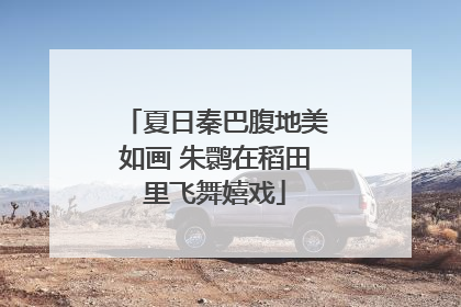 夏日秦巴腹地美如画 朱鹮在稻田里飞舞嬉戏