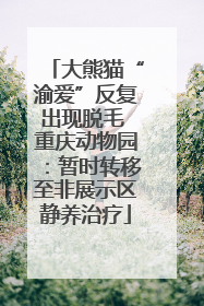 大熊猫“渝爱”反复出现脱毛 重庆动物园：暂时转移至非展示区静养治疗