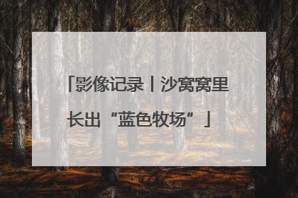 影像记录丨沙窝窝里长出“蓝色牧场”