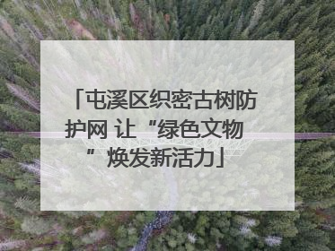屯溪区织密古树防护网 让“绿色文物”焕发新活力