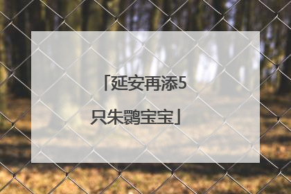 延安再添5只朱鹮宝宝