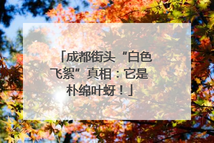 成都街头“白色飞絮”真相：它是朴绵叶蚜！