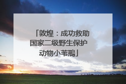 敦煌：成功救助国家二级野生保护动物小苇鳽