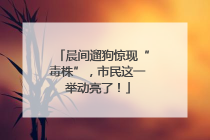 晨间遛狗惊现“毒株”，市民这一举动亮了！