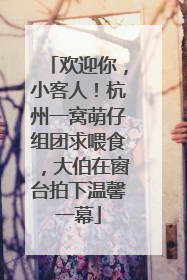 欢迎你，小客人！杭州一窝萌仔组团求喂食，大伯在窗台拍下温馨一幕