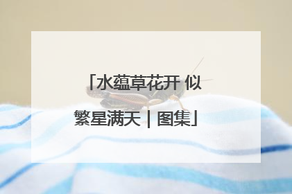 水蕴草花开 似繁星满天｜图集