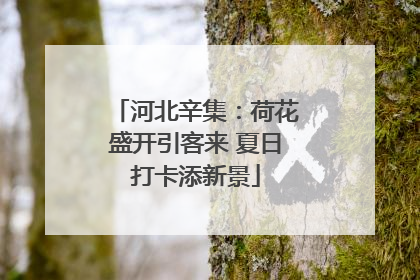 河北辛集：荷花盛开引客来 夏日打卡添新景