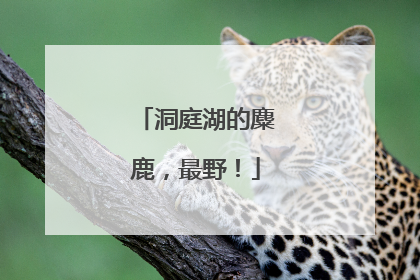 洞庭湖的麋鹿，最野！