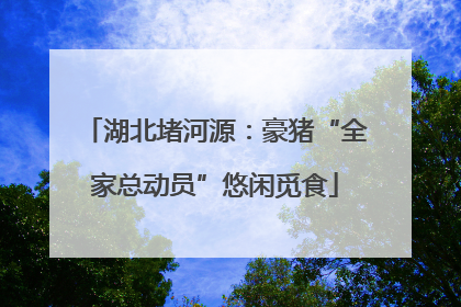 湖北堵河源：豪猪“全家总动员”悠闲觅食