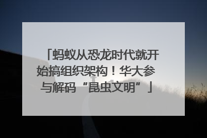 蚂蚁从恐龙时代就开始搞组织架构！华大参与解码“昆虫文明”