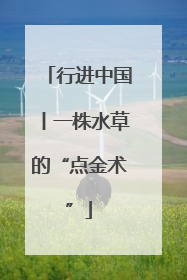 行进中国丨一株水草的“点金术”