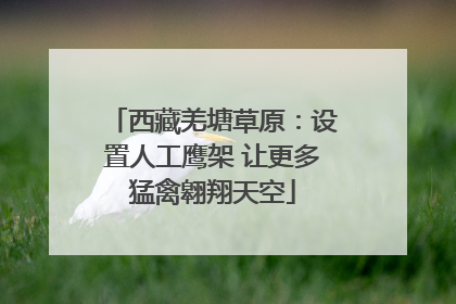 西藏羌塘草原：设置人工鹰架 让更多猛禽翱翔天空
