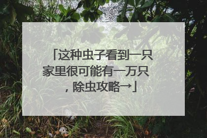 这种虫子看到一只家里很可能有一万只，除虫攻略→