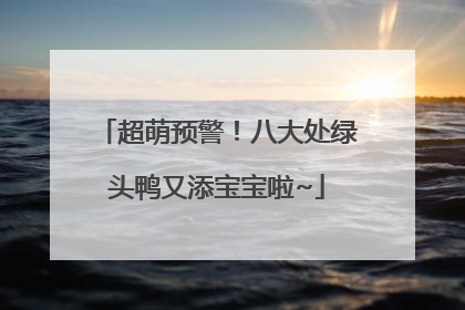 超萌预警！八大处绿头鸭又添宝宝啦~