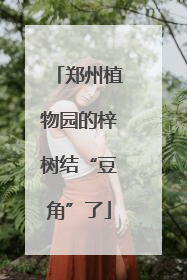 郑州植物园的梓树结“豆角”了