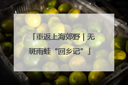 重返上海郊野｜无斑雨蛙“回乡记”