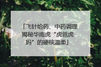 飞针给药、中药调理 揭秘华南虎“虎爸虎妈”的硬核温柔
