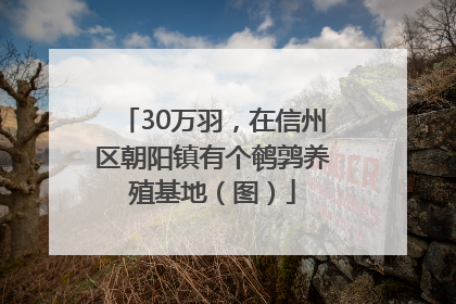 30万羽，在信州区朝阳镇有个鹌鹑养殖基地（图）