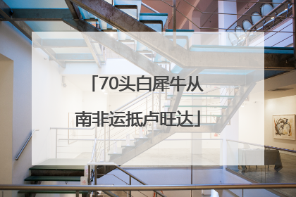 70头白犀牛从南非运抵卢旺达